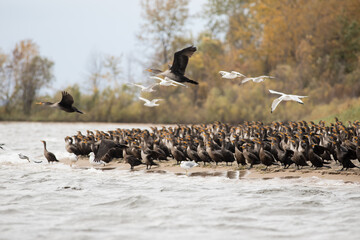 Cormorants and Seagulls
