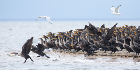 Cormorants and Seagulls