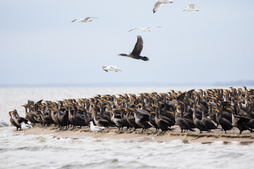 Cormorants and Seagulls