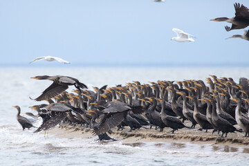 Cormorants and Seagulls