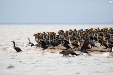 Cormorants and Seagulls