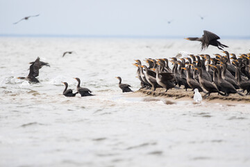 Cormorants and Seagulls