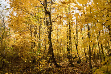 Fall colors in Northern Minnesota