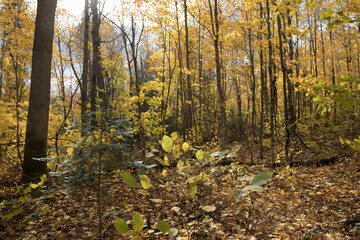 Fall colors in Northern Minnesota