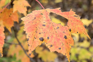 Fall colors in Northern Minnesota