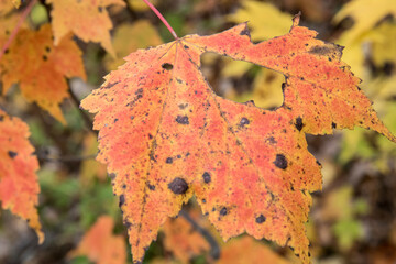 Fall colors in Northern Minnesota