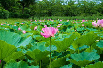 古代蓮の里（こだいはすのさと）、埼玉県行田市
Gyoda lotus (ancient lotus), Gyoda-Shi, Saitama, Japan,
