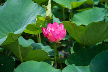 古代蓮の里（こだいはすのさと）、埼玉県行田市
Gyoda lotus (ancient lotus), Gyoda-Shi, Saitama, Japan,