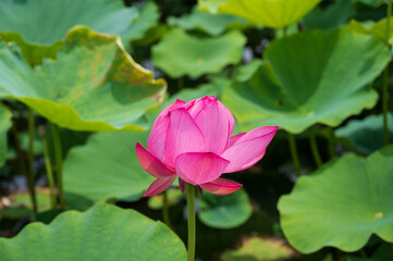 古代蓮の里（こだいはすのさと）、埼玉県行田市
Gyoda lotus (ancient lotus), Gyoda-Shi, Saitama, Japan,