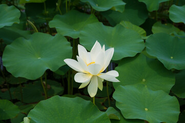 古代蓮の里（こだいはすのさと）、埼玉県行田市
Gyoda lotus (ancient lotus), Gyoda-Shi, Saitama, Japan,