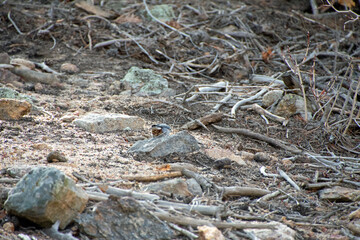 White-breasted Nuthatch on the forest floor