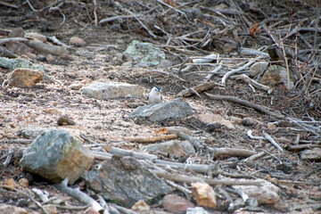 White-breasted Nuthatch on the forest floor
