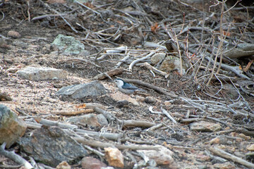 White-breasted Nuthatch on the forest floor