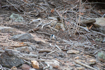 White-breasted Nuthatch on the forest floor