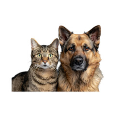German Shepherd dog and cat sitting together on a white background