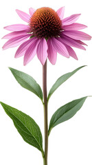 Single stalk of echinacea flower, a renowned medicinal herb with fresh vibrant green leaves isolated on white background. Suitable for marketing or business purposes. PNG file