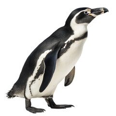 Fototapeta premium Emperor Penguin AI Generated Image