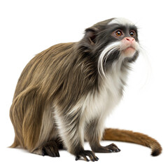 Fototapeta premium Emperor Tamarin AI Generated Image