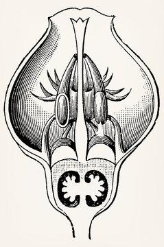 Blueberry flower (Epigynous flower, ovary) in cross-section. Antique stylized illustration.