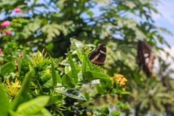 Natural Moment, Butterflies Enjoy the Deliciousness of Nectar
