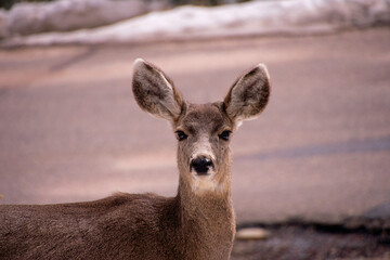 Deer on the roadside 