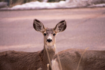 Deer on the roadside 