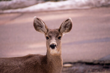 Deer on the roadside 