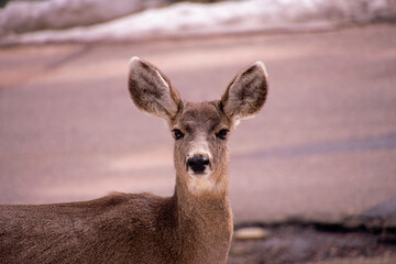 Deer on the roadside 