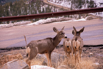 Deer on the roadside 