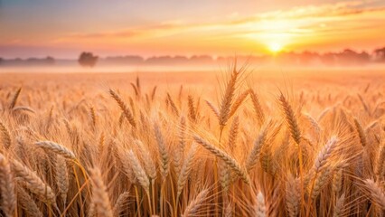 Obraz premium Soft pink hues illuminate golden wheat fields at dawn