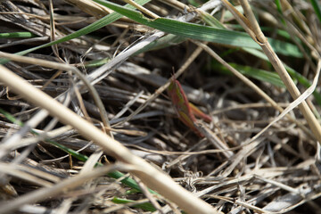 Pink grasshopper in the grass