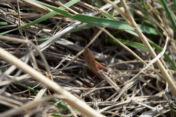 Pink grasshopper in the grass