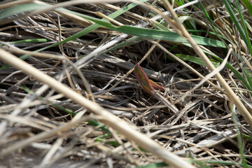 Pink grasshopper in the grass
