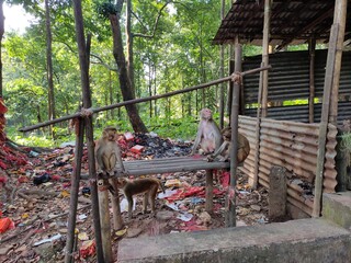 Mahamaya Temple of Bogribari, about 30 km east from Dhubri town is regarded as a greatest Shakti Peethas for Hindu pilgrims.