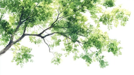 Fototapeta premium Architectural watercolor tree plan view, delicate spreading canopy with soft edges, organic leaf clusters in varied green hues, transparent watercolor texture showing paper grain, loose artistic