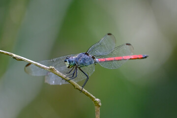Dragonfly perched on twig