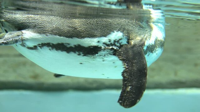Penguin is swimming in a pool. The penguin is upside down and is looking at the camera