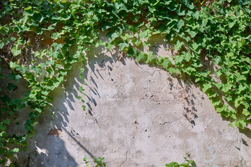 Old Concrete Wall with Creeping Green Vines and Sunlit Shadows. Space for text.