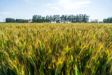 Wheat is growing in the field ,The wheat fields are under the blue sky and white clouds