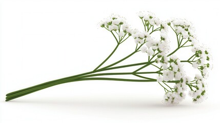 Fototapeta premium Delicate White Flowers on Green Stems with Graceful Arrangement for Nature Photography