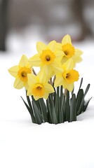 Daffodils blooming in winter snow.