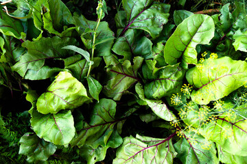 Lush green beet tops foliage thrives in a sunlit garden, offering a serene retreat for nature lovers.