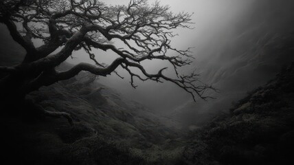 Obraz premium Leafless Tree in a Misty Monochromatic Landscape