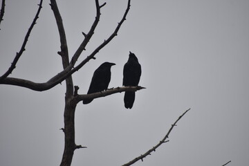 Two ravens in a bare tree against grey sky