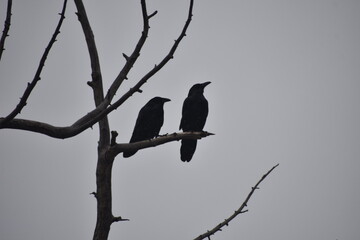 Two ravens in a bare tree against grey sky