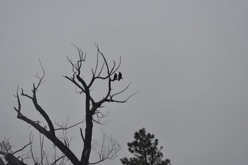 Two ravens in a bare tree against grey sky