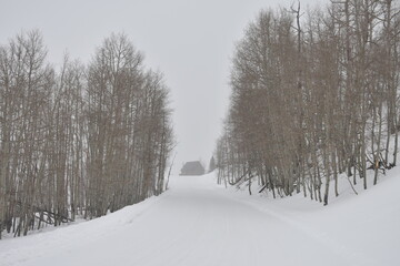 house in the distance between two patches of bare aspens on snowy day