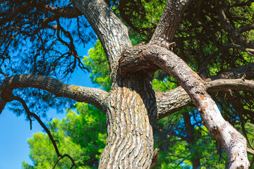 Captivating tree with thick, textured branches extend outward in intricate and fascinating pattern. Set against blue sky and surrounded by lush green foliage, tree exudes a striking and natural beauty