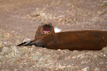 Elephant seal yelling towards the camera on a beach of Livingston Island in the South Shetland islands, Antarctica