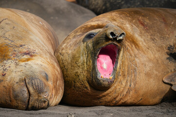 Elephant seal yawning on Livingston Island in the South Shetland islands, Antarctica